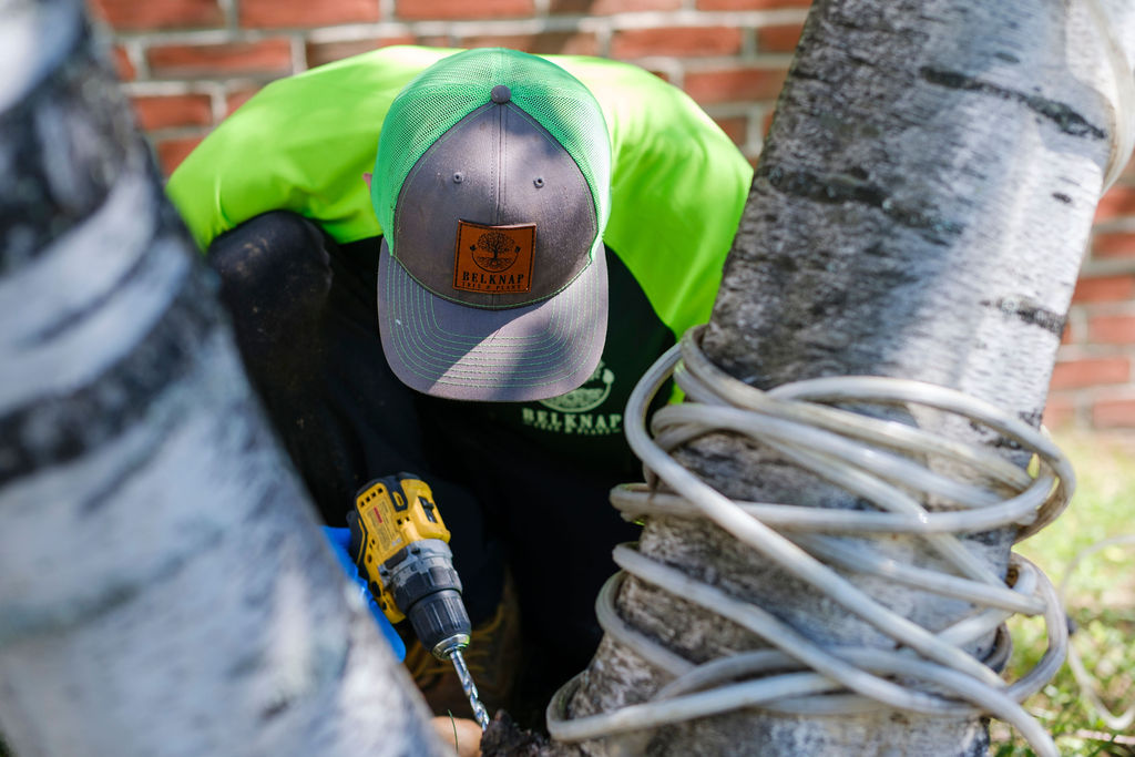 Protecting Your Landscape Investment – Why Antidesiccant Treatment May be Critical This Year